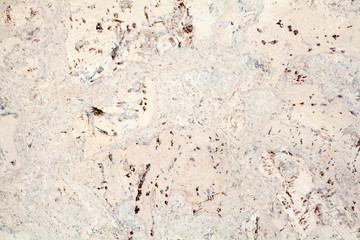 Light beige surface of the cork wood tile closeup, white and brown mottled texture background, abstract gray color decorative spotted pattern, dark stains on light backdrop, marmoreal stone art design