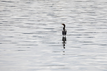 Cormorant standing on water