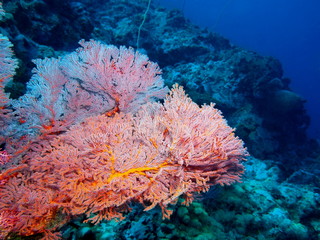 Fototapeta na wymiar The amazing and mysterious underwater world of Indonesia, North Sulawesi, Bunaken Island, gorgonian coral