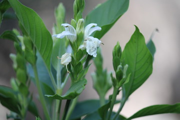 Flower