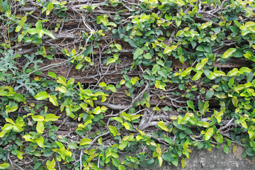 Branches of trees on brick walls and tree root