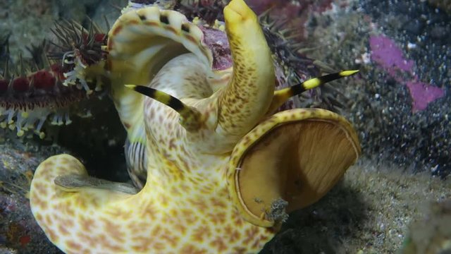 Close-Up: Starfish Gets Away From a Triton Sea Snail in Big Island, Hawaii