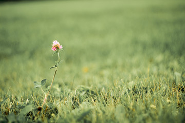 One flower in the field 