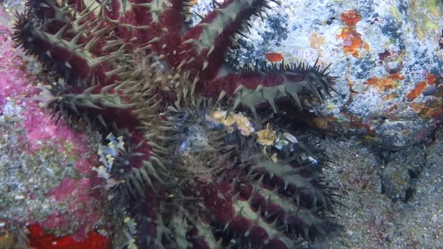 Close-Up: Sea Snail Moving Towards a crown-of-Thorns Starfish in Big Island, Hawaii