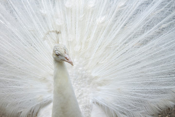 white peacock with feathers out