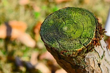 mossy tree stump
