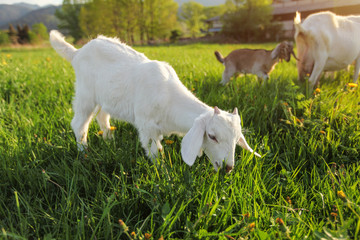 Small white goat kid grazing on meadow with dandelions, more goats in background