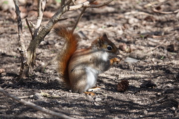 red squirrel eating a nut