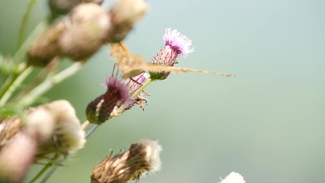 Beautiful Colored Butterfly Image in Nature Collecting Nectar from a Flower