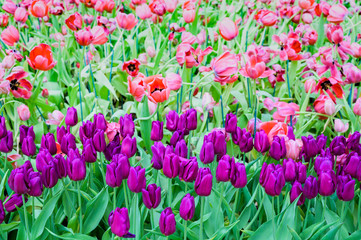 Obraz premium Beautiful Tulips flower in the garden spring season.Nature background.