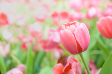 Beautiful Tulips flower in the garden spring season.Nature background.