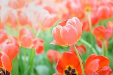 Beautiful Tulips flower in the garden spring season.Nature background.