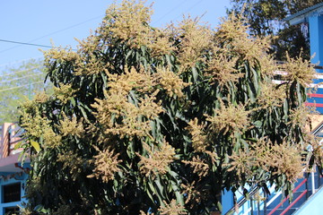 Naklejka premium Tree