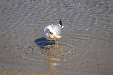 seagull in water with bagel