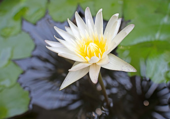 Lotus bud in the water.soft focus.