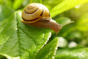 snail on a green leaf in the  rays of the sun on a blurred  background.environment and wildlife concept.garden snail eating a green leaf on a tree