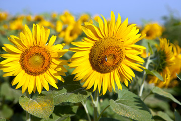 yellow sunflowers on a field on blue sky background Mature flowers sunflower field, summer, sun, large selenella.