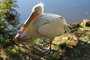 Pelican