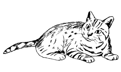 Cat lying on a white background. vector illustration. black and white.