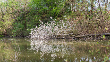 fallen down tree but still blooms in a pond