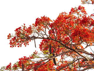 Flam-boyant or Royal Poinciana (Delonix regia) tree with flowers. Isolated on white background with clipping path.
