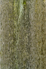 Obraz premium Weathered Wood