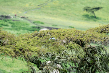 Ngorongoro National Park