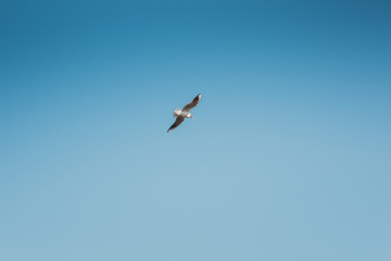 A gull flying in sky. Bird flight in blue sky.