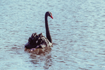 The black swan on the lake.