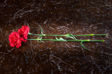 two red carnations on a marble slab background
