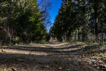 Waldweg aus der Froschperspektive