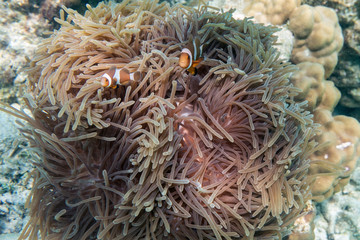 Naklejka na ściany i meble Clownfish swimming in coral reef