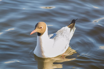 Black headed gull on lake surface with reflections.