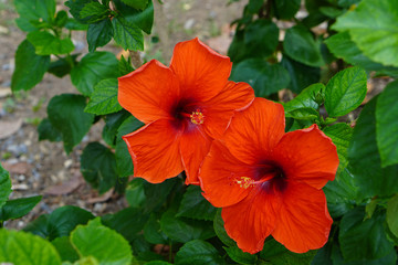 closeup beautiful two red Hibiscus Flower on nature background,copy space © nonneestudio