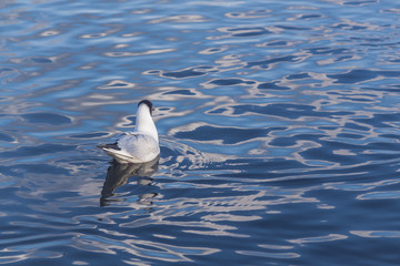 Black headed gull on lake surface with reflections.