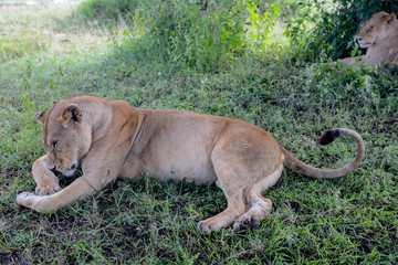Lion in Ngorongoro