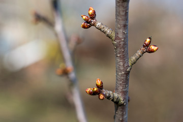 Branch with sweet cherry buds close-up on a green background. Orchard, gardening of Ukraine, place for text, Copy space