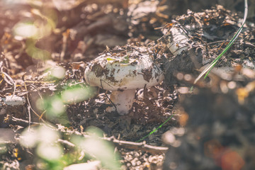 Small mushroom of white color in the old fallen foliage