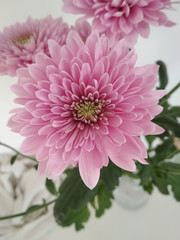flower of chrysanthemum