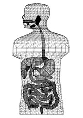 Fototapeta premium Human Body