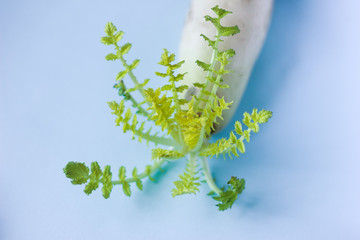 daikon, sprouted daikon, spring in the fridge, spring, daikon on a blue background