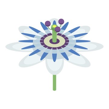 Maracuja flower icon. Isometric of maracuja flower vector icon for web design isolated on white background