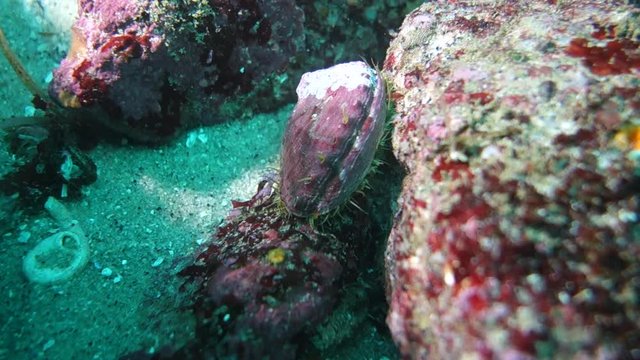 Underwater Ocean Scene of a Moving Flat Crab in Monterey, California