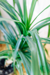 Obraz premium Minimalism in the interior decor. Bright modern interior with tropical greenery.