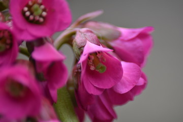 Blüten einer Bergenie (Bergenia)