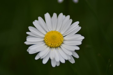 Fototapeta premium Gänseblümchen (Bellis perennis)