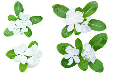 Obraz premium White Catharanthus roseus (Periwinkle,Madagascar rosy periwinkle)‎ as background picture.flower on clipping path.