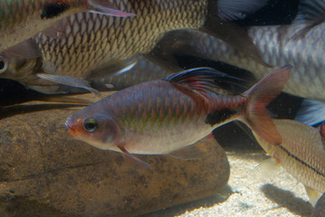 Naklejka premium Dawkinsia rohani beautiful ornamental fish from India