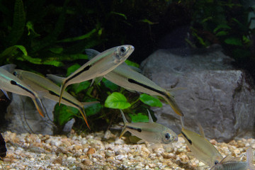Slender Hemiodus (Hemiodus gracilis) beautiful ornamental fish from Venezuela and Brazil