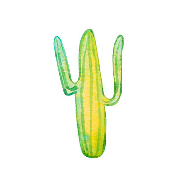 Watercolor vivid hand painted cactus succulent illustration isolated on white